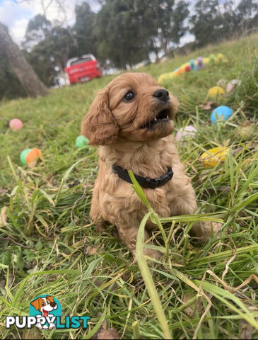 5 miniature cavoodle pups available 25/7/25