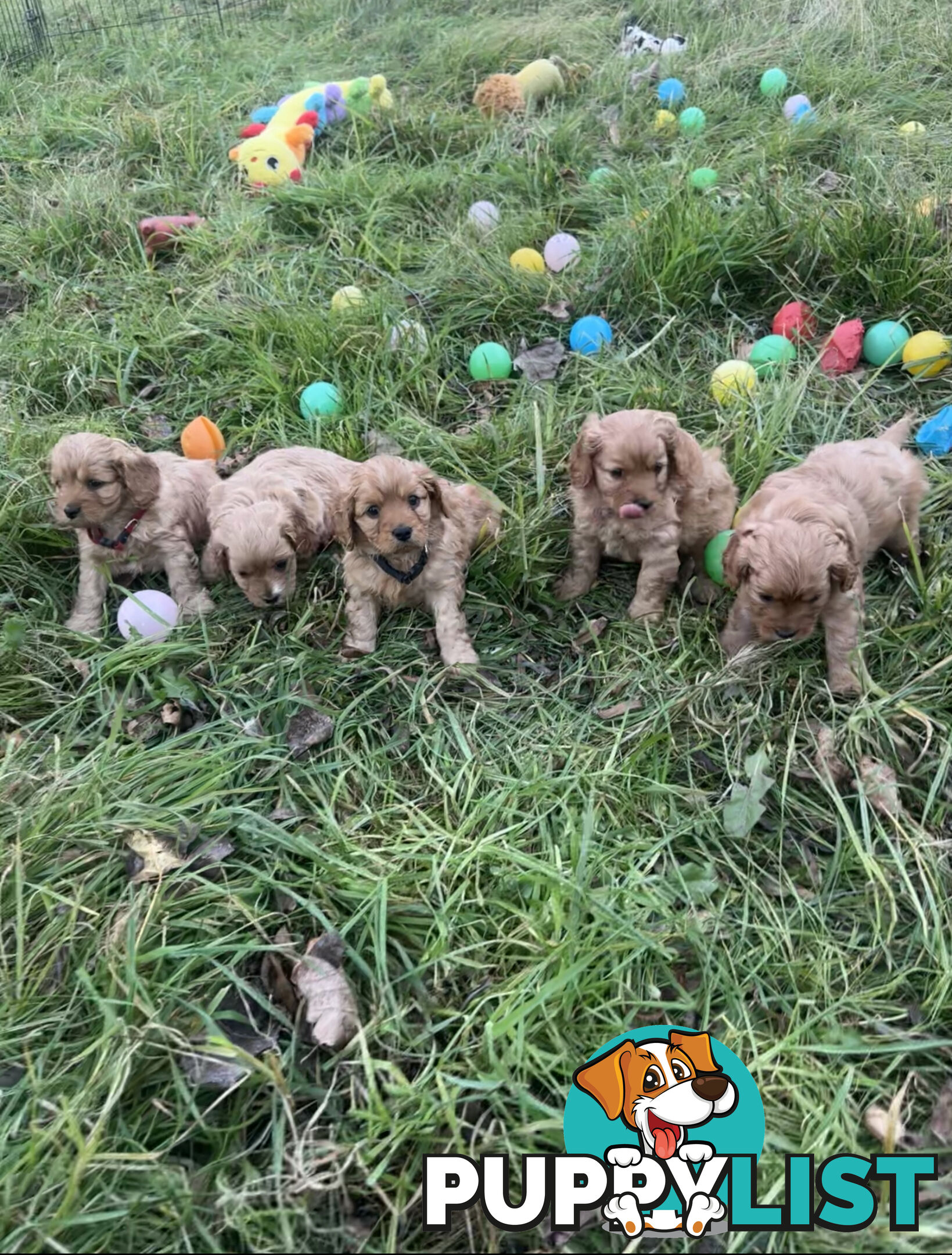 5 miniature cavoodle pups available 25/7/25