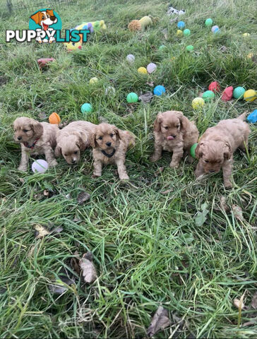 5 miniature cavoodle pups available 25/7/25
