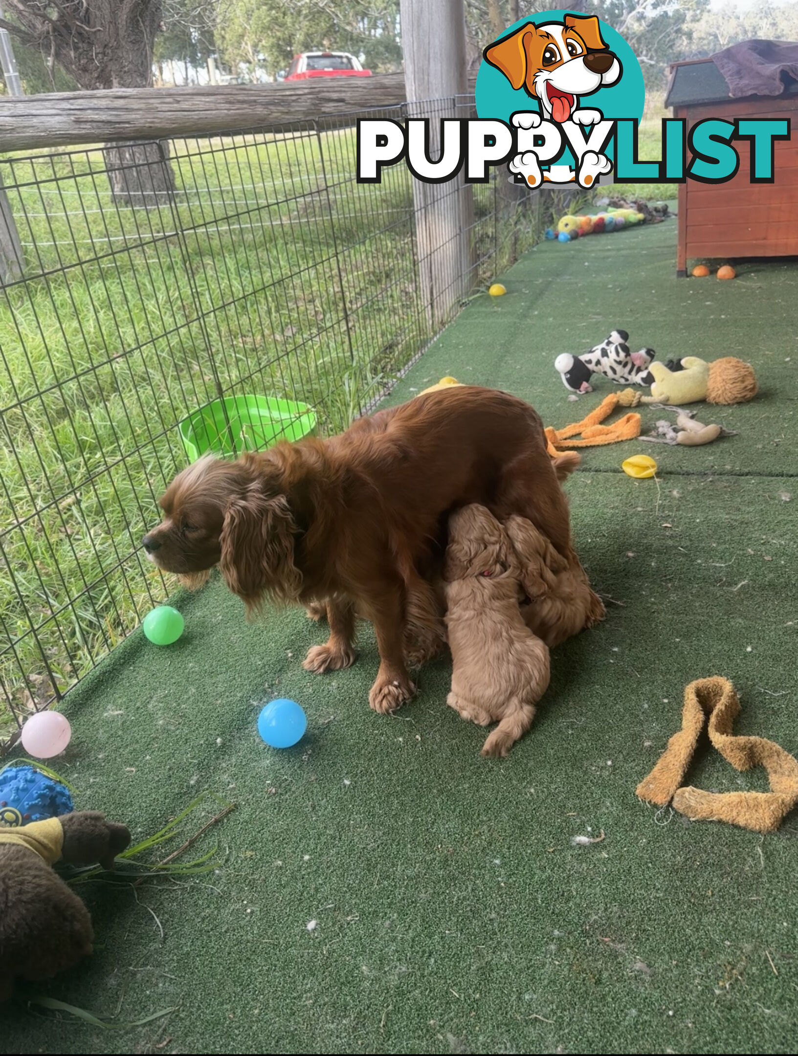 5 miniature cavoodle pups available 25/7/25