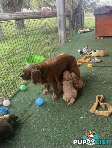 5 miniature cavoodle pups available 25/7/25