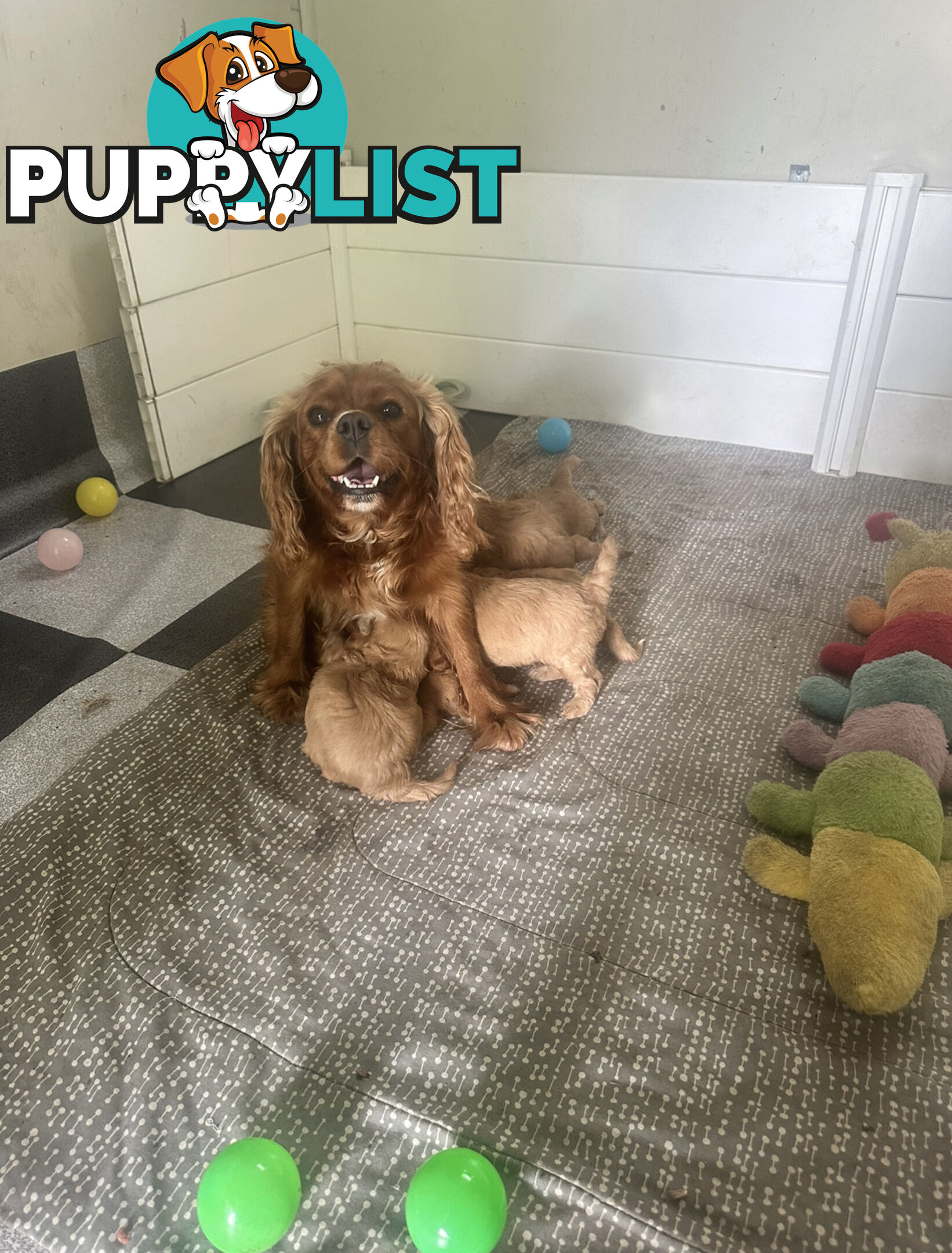 5 miniature cavoodle pups available 25/7/25