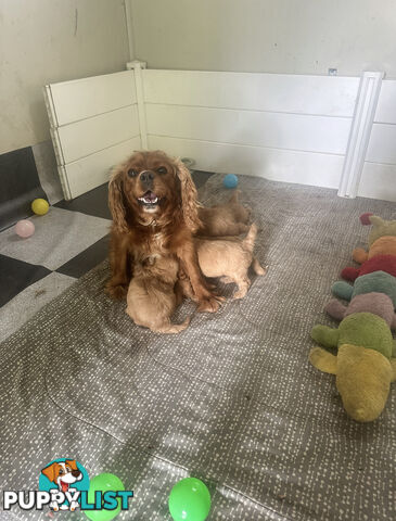 5 miniature cavoodle pups available 25/7/25