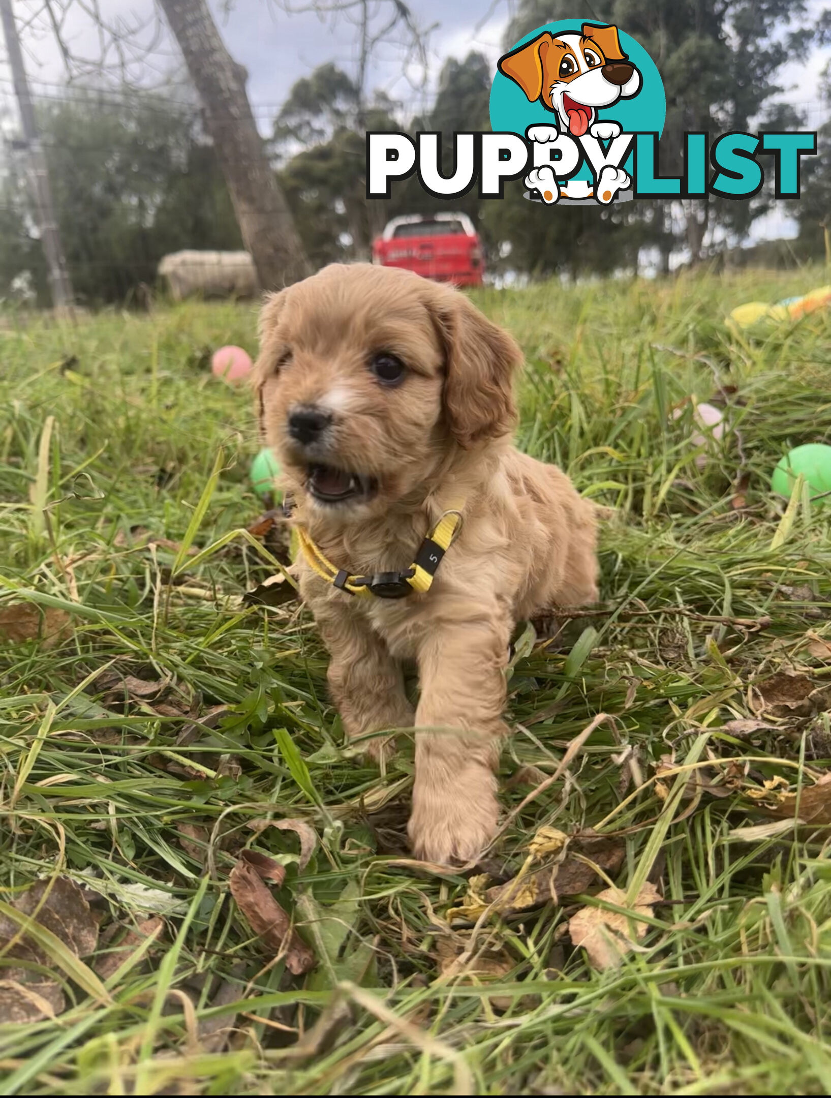 5 miniature cavoodle pups available 25/7/25