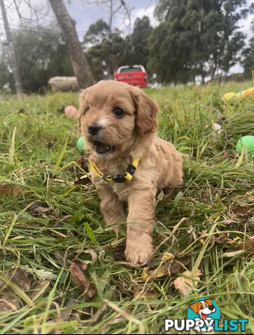 5 miniature cavoodle pups available 25/7/25