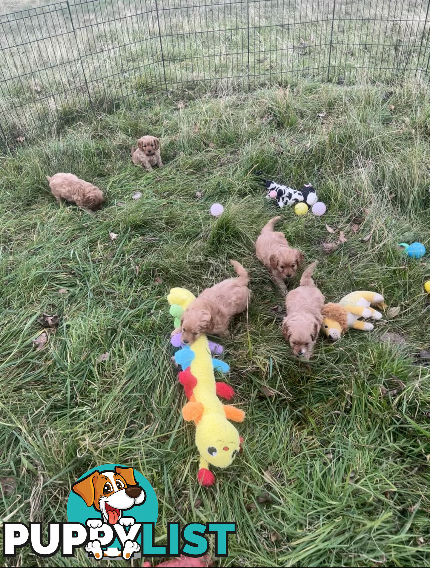 5 miniature cavoodle pups available 25/7/25