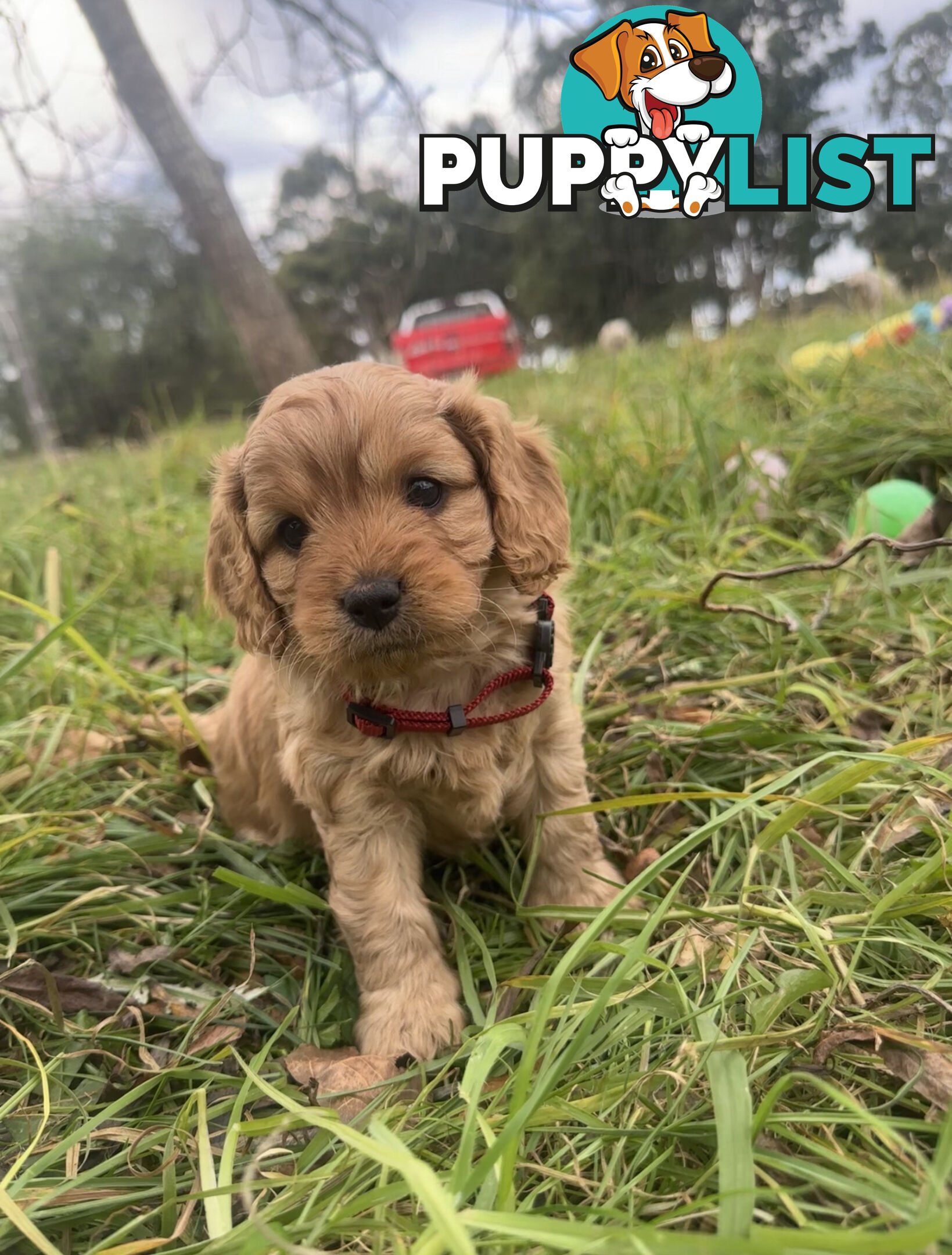 5 miniature cavoodle pups available 25/7/25