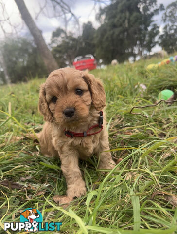 5 miniature cavoodle pups available 25/7/25