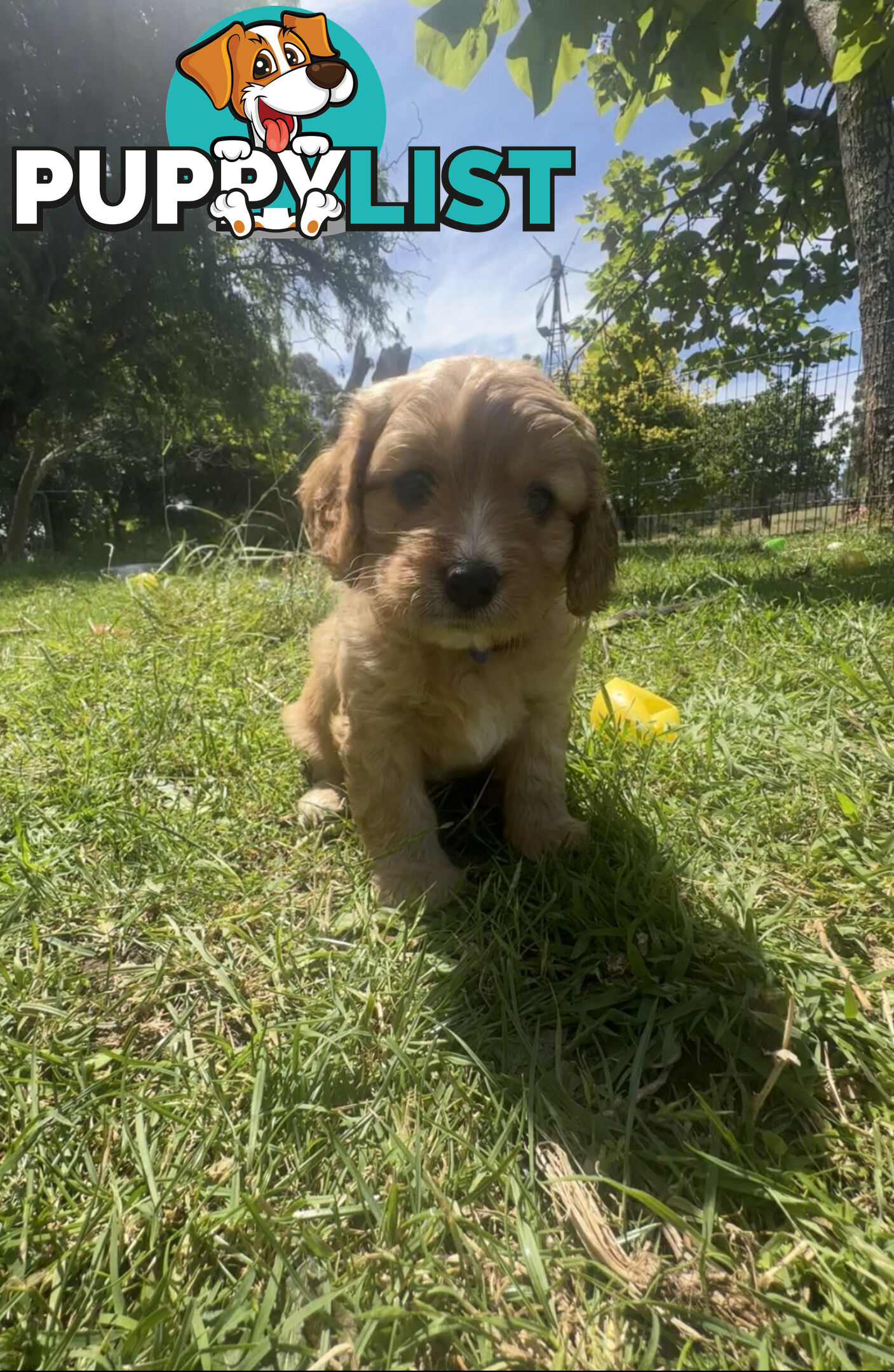 6 miniature cavoodle puppies available 24/12/24