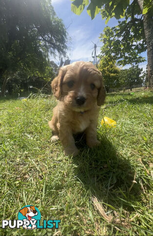 6 miniature cavoodle puppies available 24/12/24