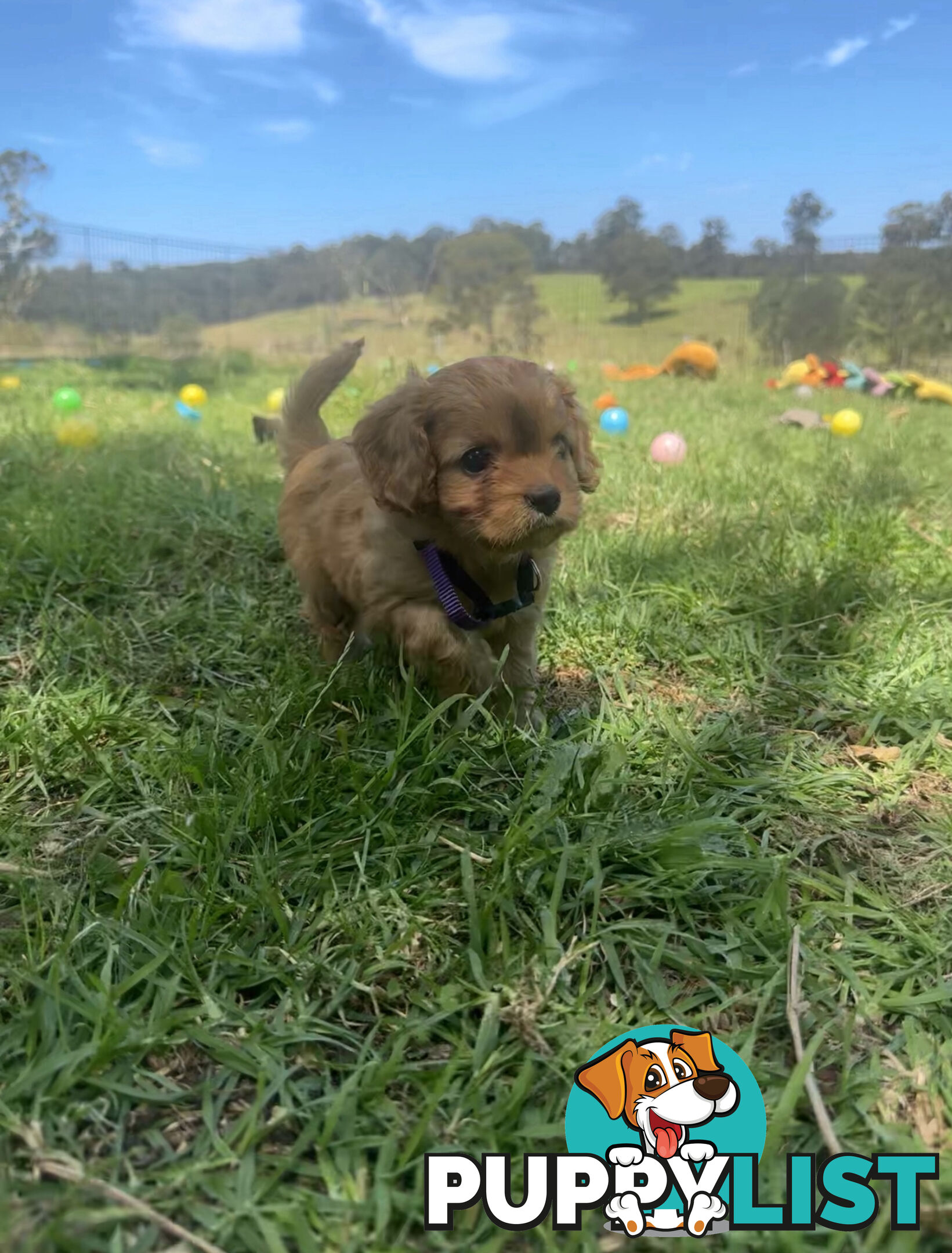 6 miniature cavoodle puppies available 24/12/24