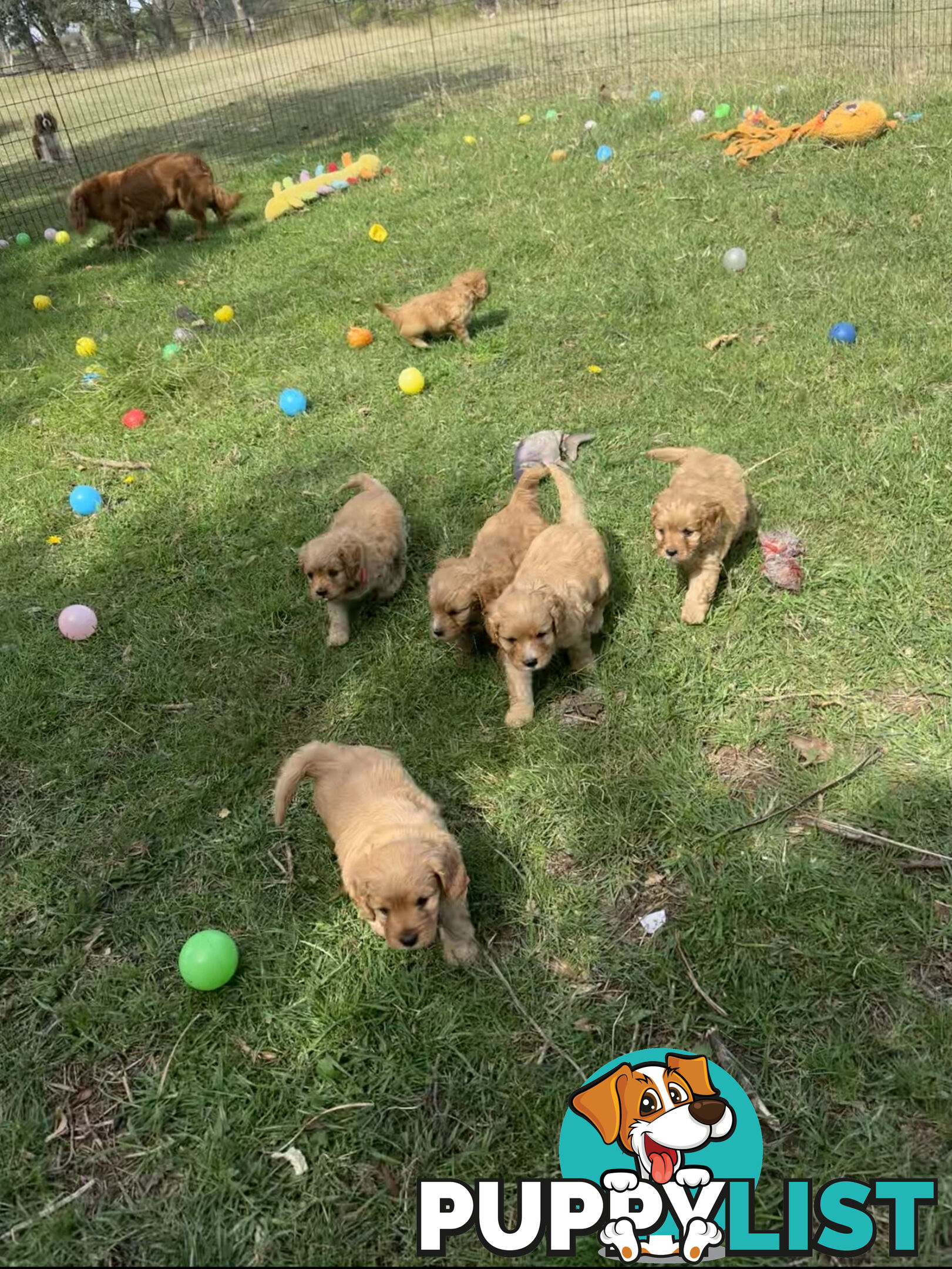 6 miniature cavoodle puppies available 24/12/24