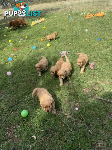 6 miniature cavoodle puppies available 24/12/24