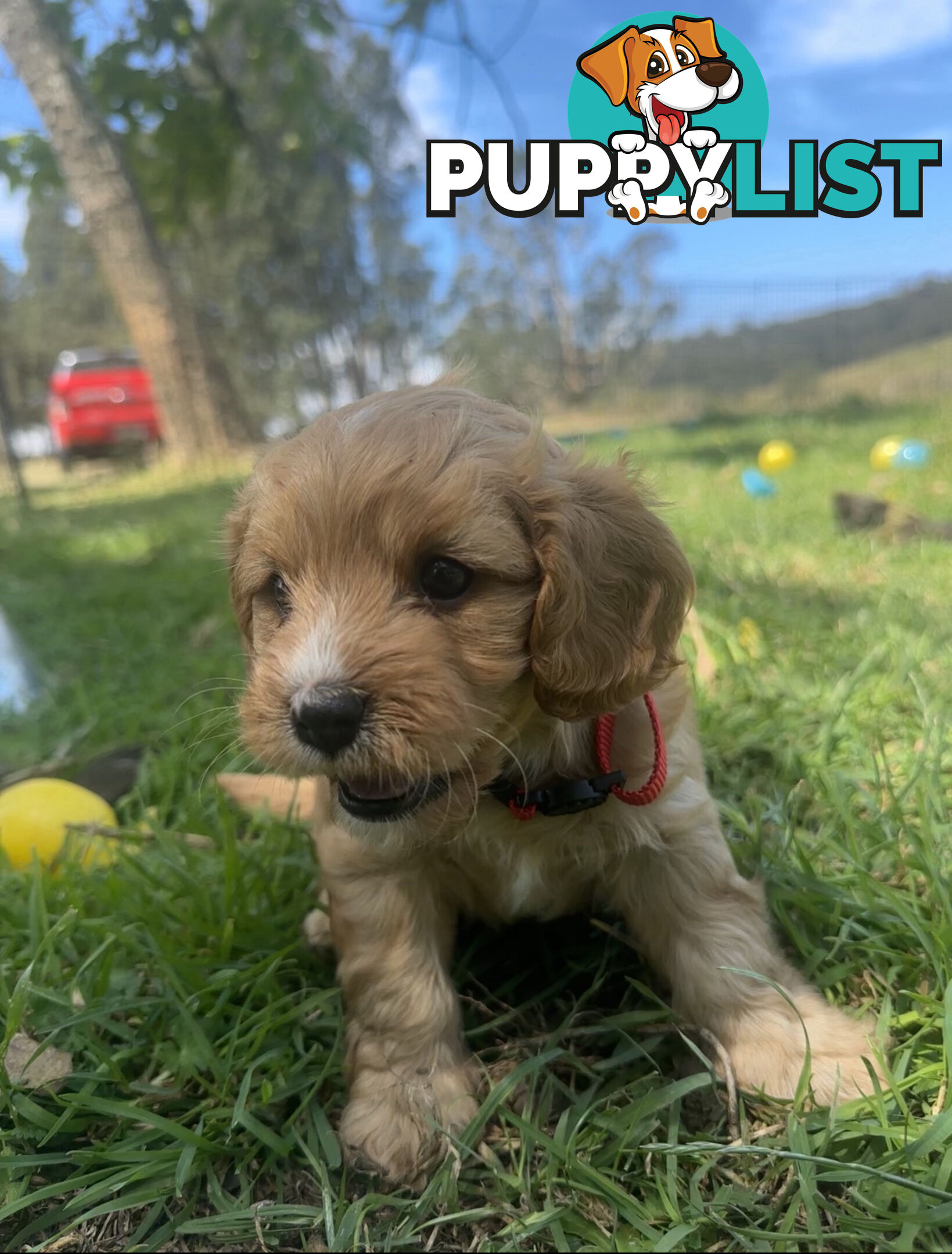 6 miniature cavoodle puppies available 24/12/24