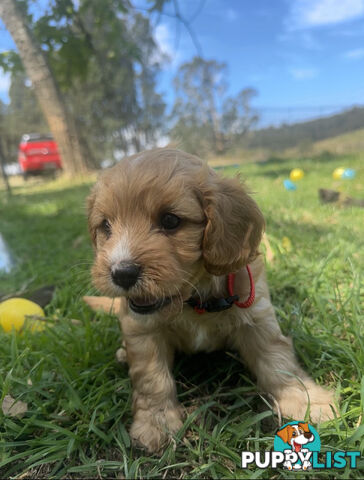 6 miniature cavoodle puppies available 24/12/24