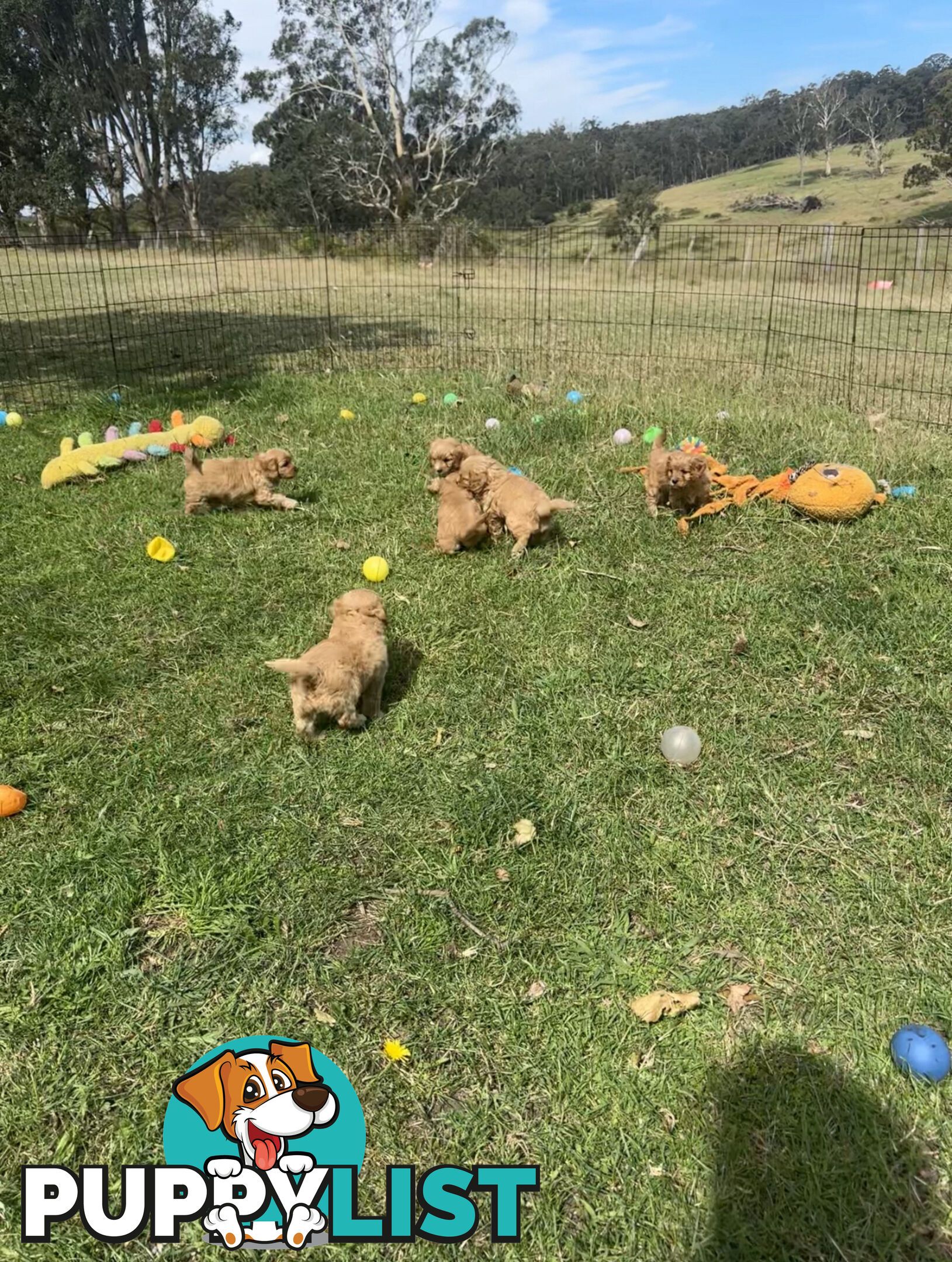 6 miniature cavoodle puppies available 24/12/24