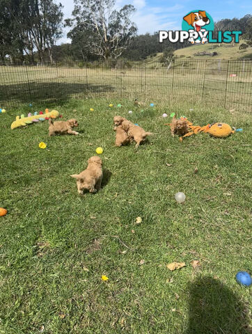 6 miniature cavoodle puppies available 24/12/24