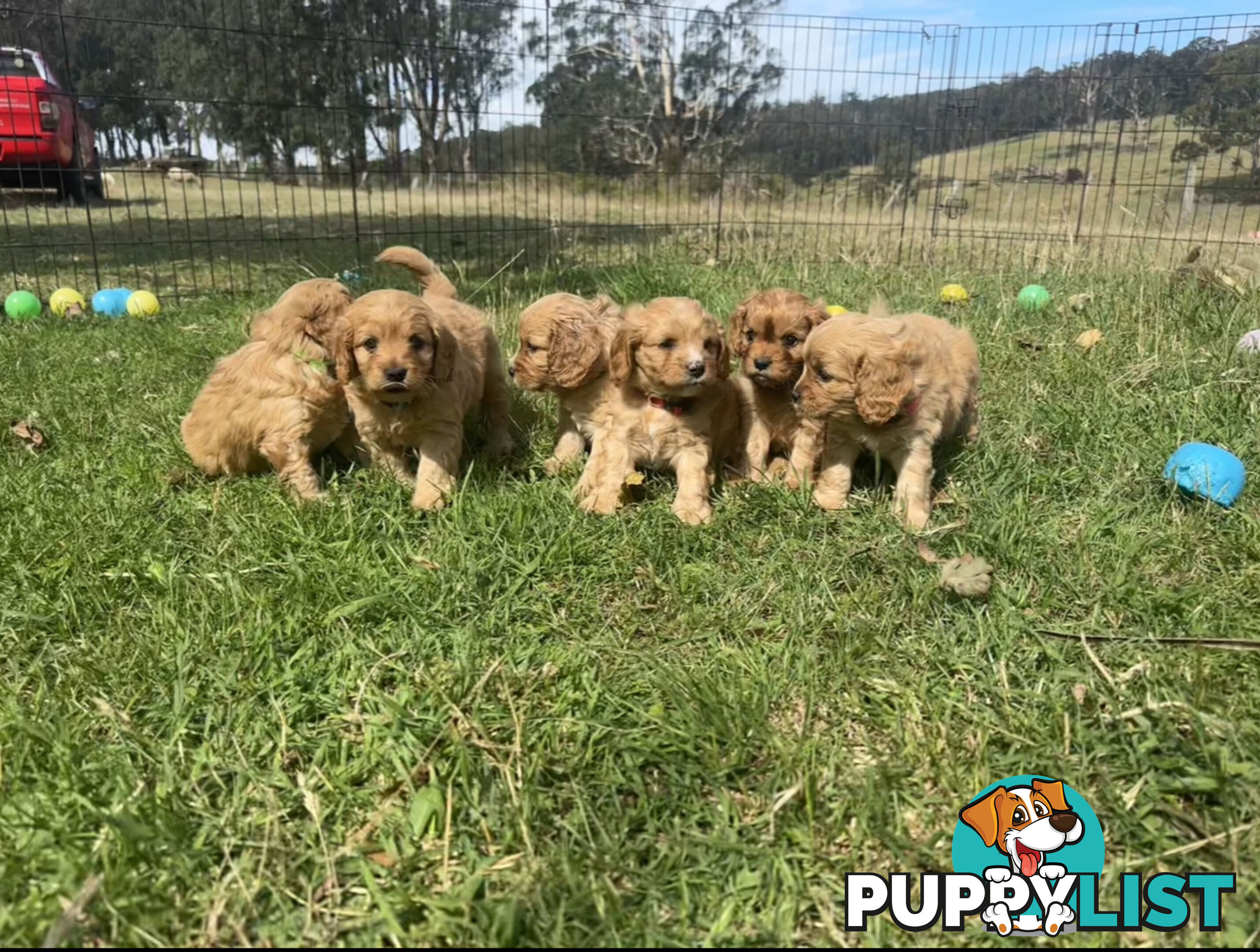 6 miniature cavoodle puppies available 24/12/24