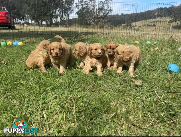 6 miniature cavoodle puppies available 24/12/24