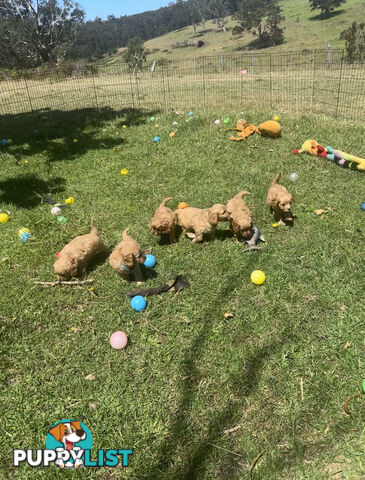 6 miniature cavoodle puppies available 24/12/24