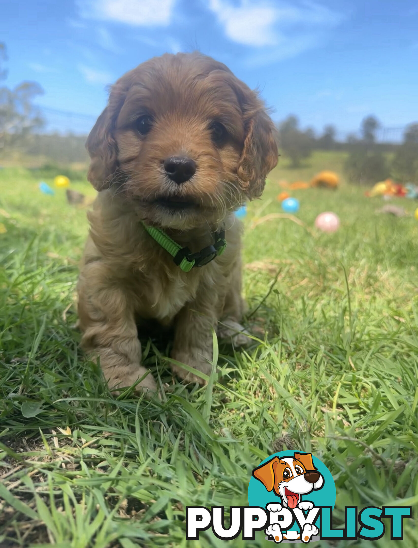 6 miniature cavoodle puppies available 24/12/24