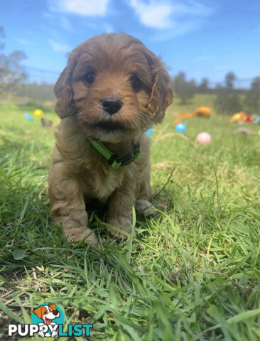 6 miniature cavoodle puppies available 24/12/24