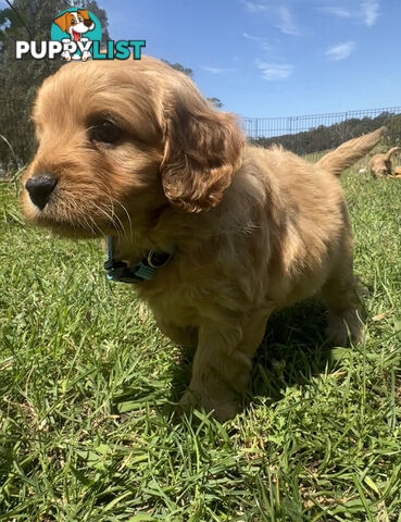 6 miniature cavoodle puppies available 24/12/24