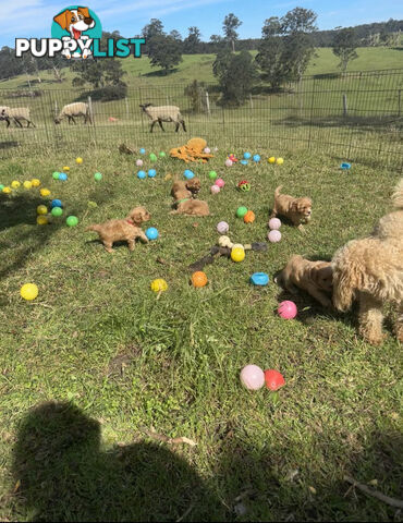 6 miniature cavoodle puppies available 24/12/24