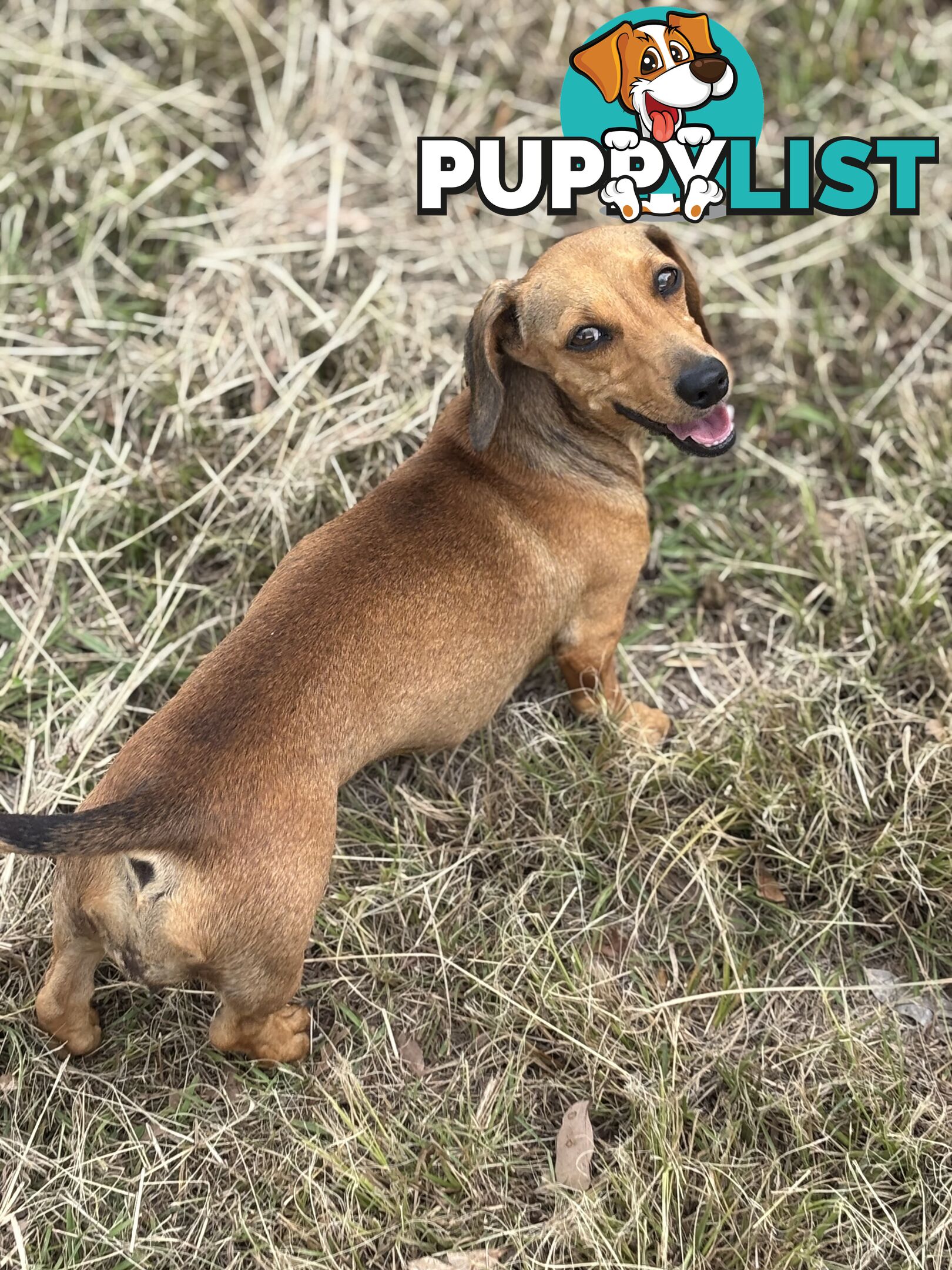 2 Adorable Male Mini Dachshunds For Sale