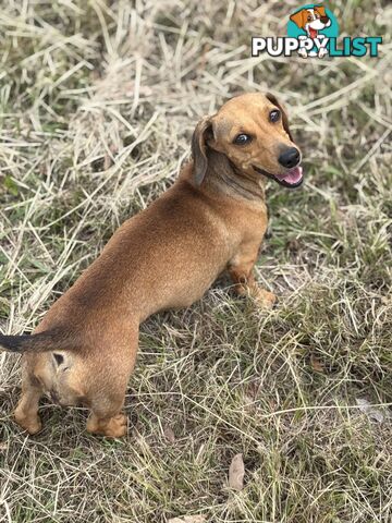 2 Adorable Male Mini Dachshunds For Sale