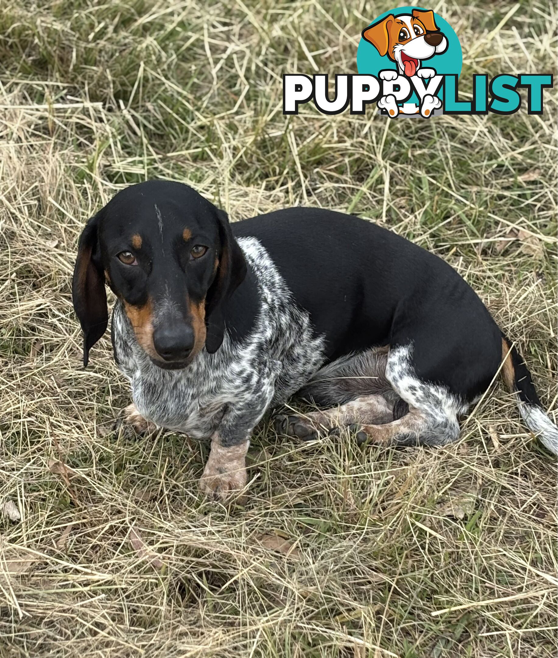 2 Adorable Male Mini Dachshunds For Sale