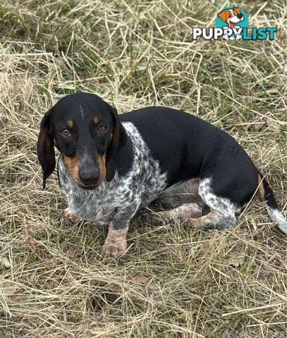 2 Adorable Male Mini Dachshunds For Sale