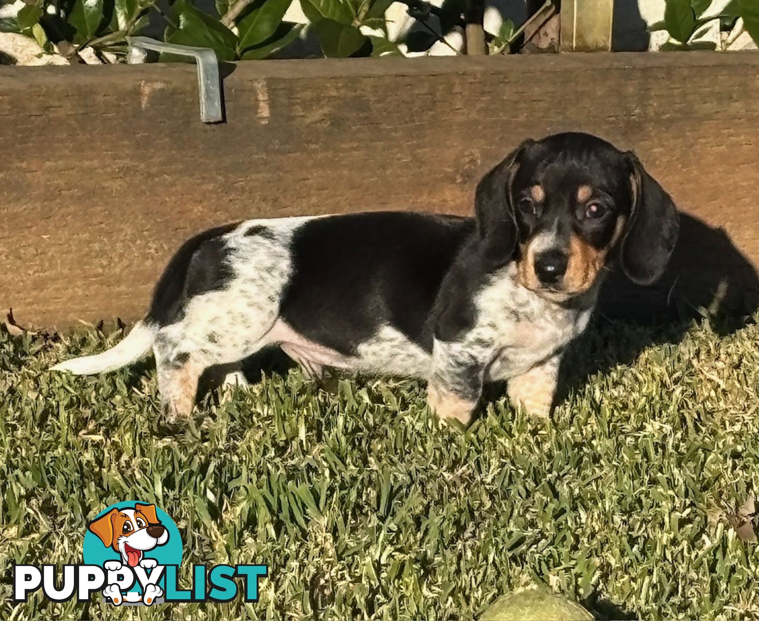 2 Adorable Male Mini Dachshunds For Sale
