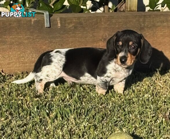 2 Adorable Male Mini Dachshunds For Sale