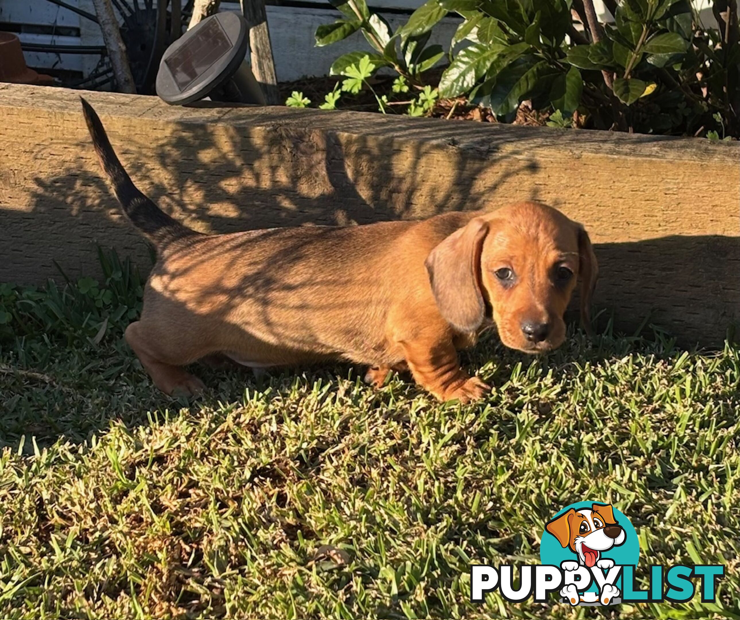 2 Adorable Male Mini Dachshunds For Sale