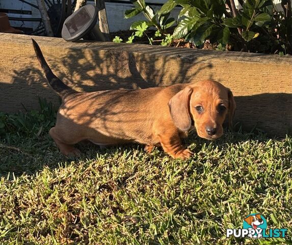 2 Adorable Male Mini Dachshunds For Sale