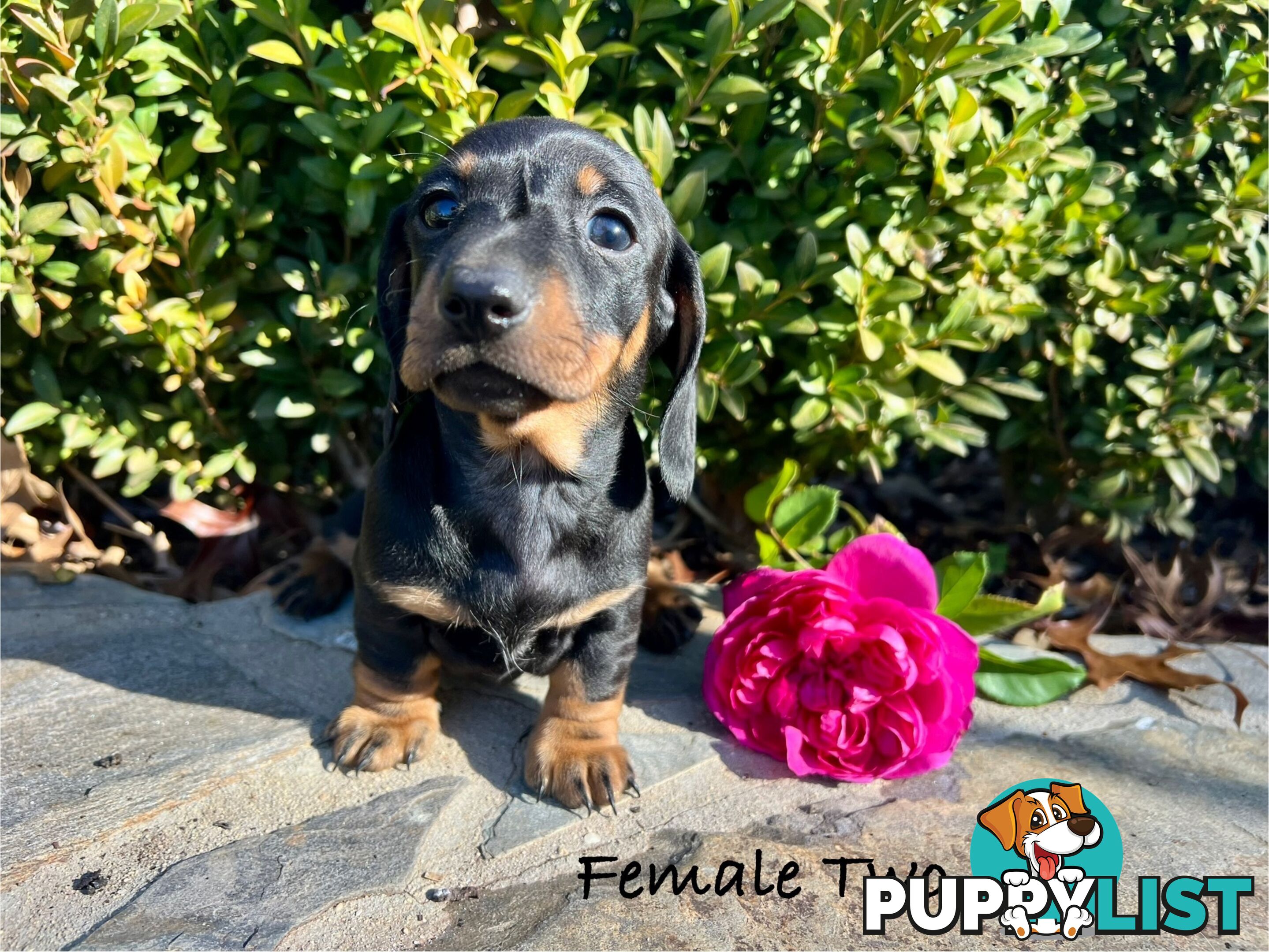 Miniature Dachshund Puppies