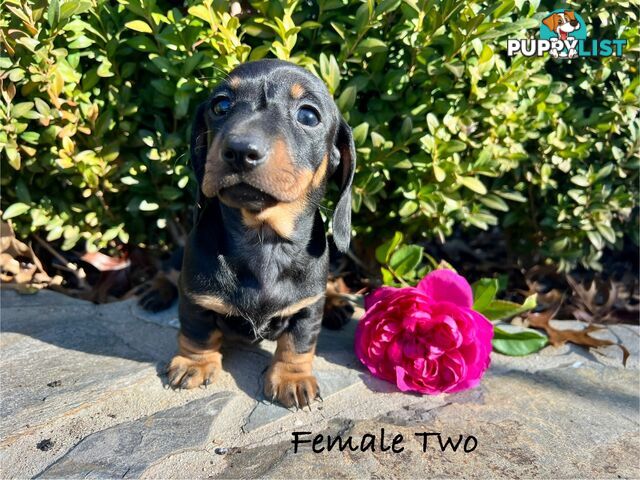 Miniature Dachshund Puppies