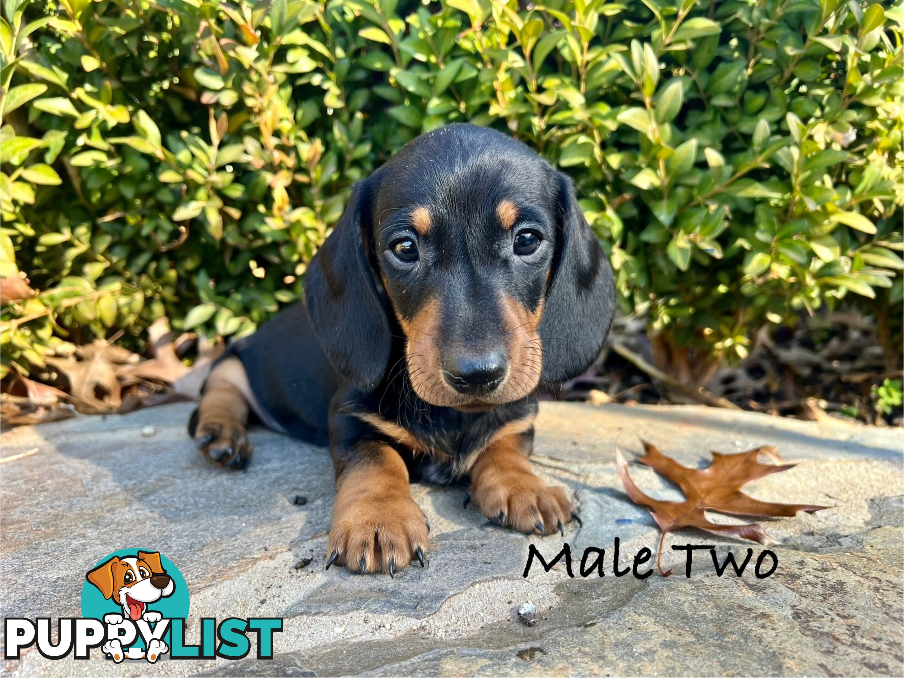 Miniature Dachshund Puppies
