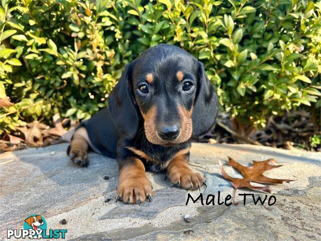Miniature Dachshund Puppies