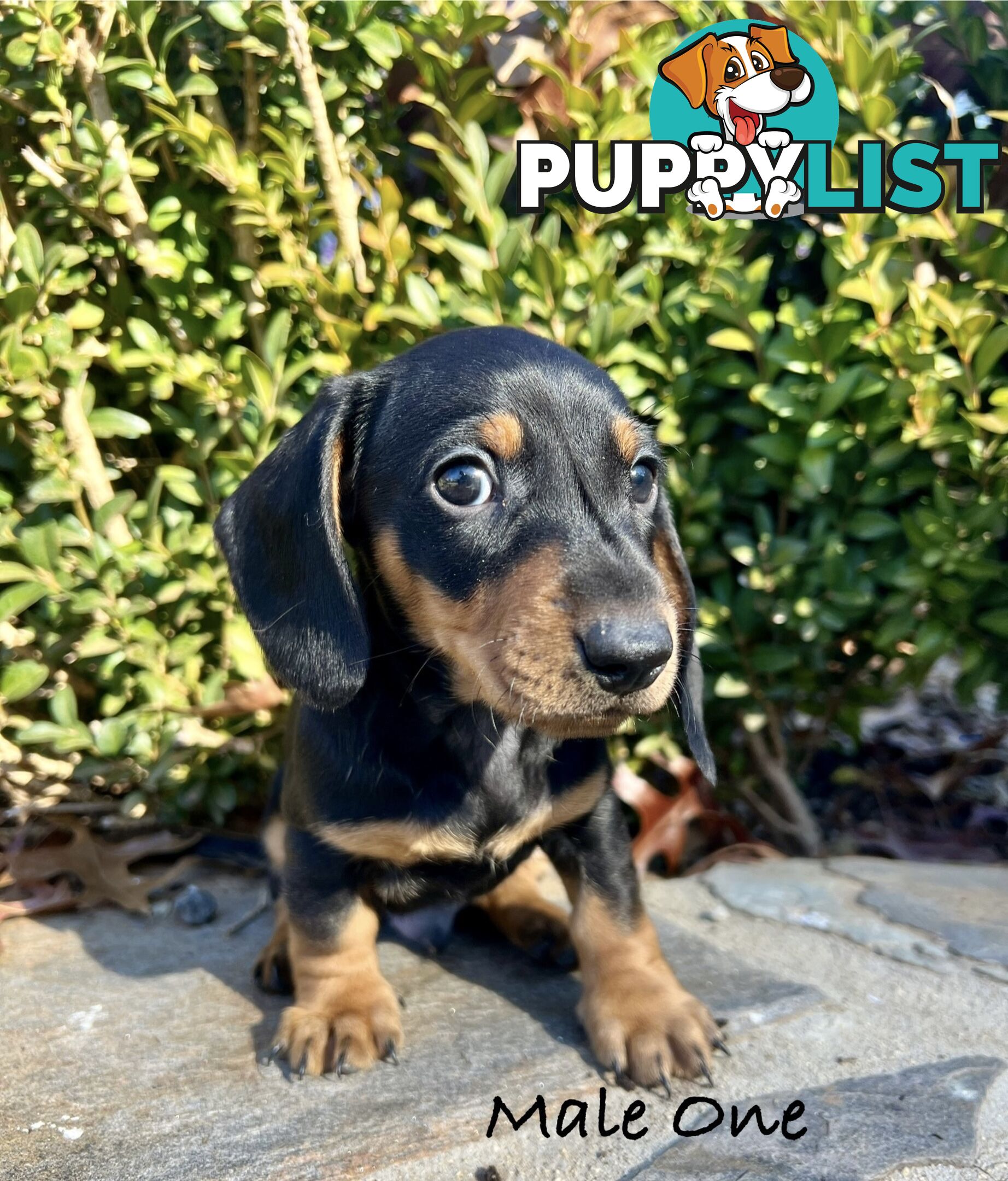 Miniature Dachshund Puppies