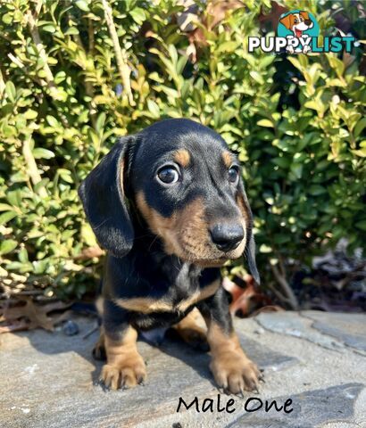 Miniature Dachshund Puppies