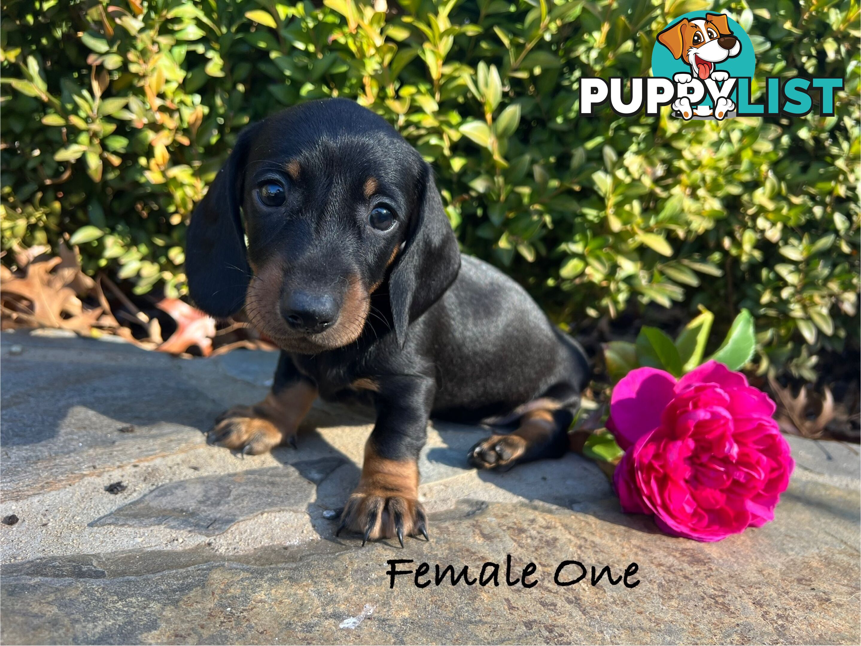 Miniature Dachshund Puppies