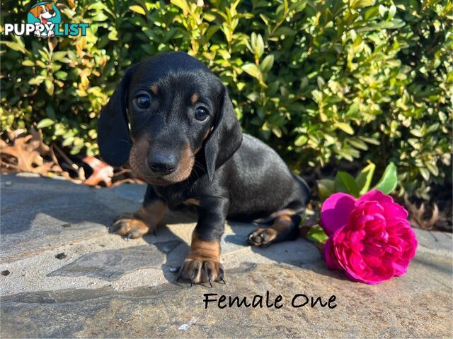 Miniature Dachshund Puppies