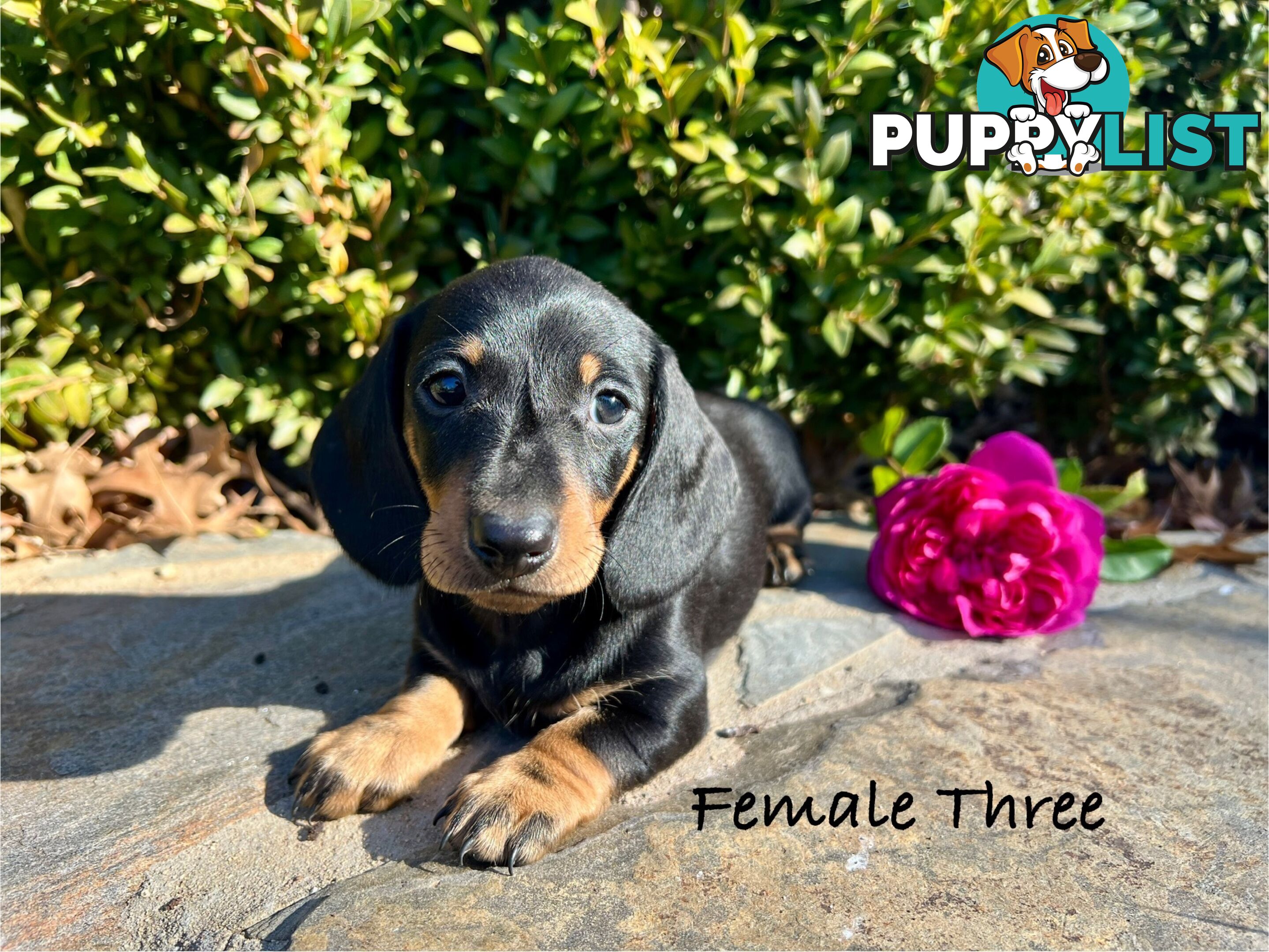 Miniature Dachshund Puppies