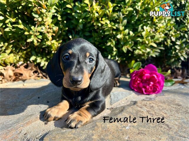 Miniature Dachshund Puppies