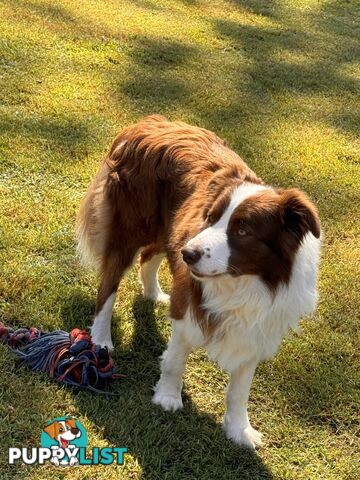 Pedigree Border Collie Puppies (with papers)- ONLY 2 LEFT!