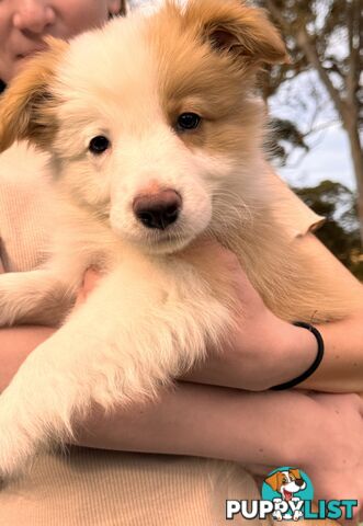 Pedigree Border Collie Puppies (with papers)- ONLY 2 LEFT!