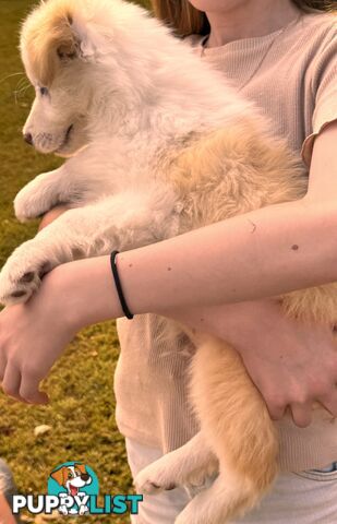 Pedigree Border Collie Puppies (with papers)- ONLY 2 LEFT!