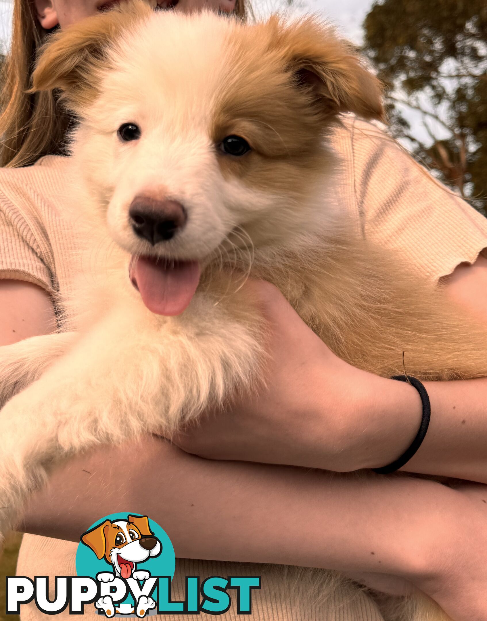 Pedigree Border Collie Puppies (with papers)- ONLY 2 LEFT!